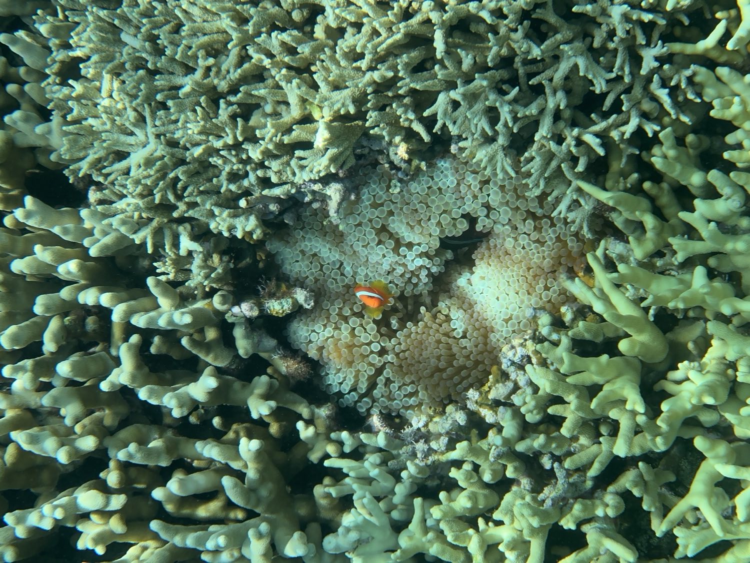 珊瑚と魚の海